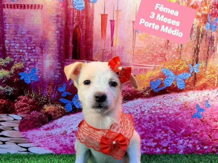 Cachorro raça SRD-ViraLata idade 2 a 6 meses nome Ursinha 