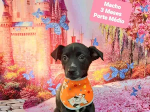 Cachorro raça SRD-ViraLata idade 2 a 6 meses nome Didi