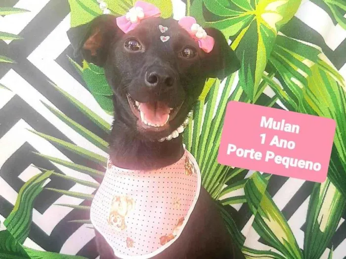 Cachorro raça SRD-ViraLata idade 1 ano nome Mulan 