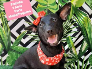 Cachorro raça SRD-ViraLata idade 2 anos nome Pretinha 