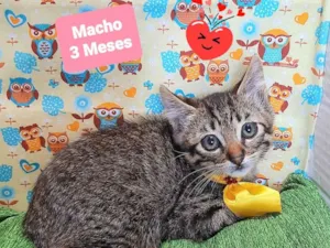 Gato raça SRD-ViraLata idade 2 a 6 meses nome Juca