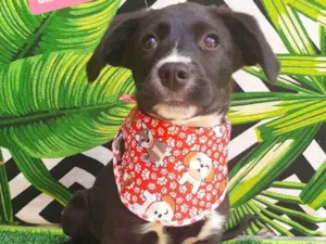 Cachorro raça SRD-ViraLata idade 2 a 6 meses nome Batata