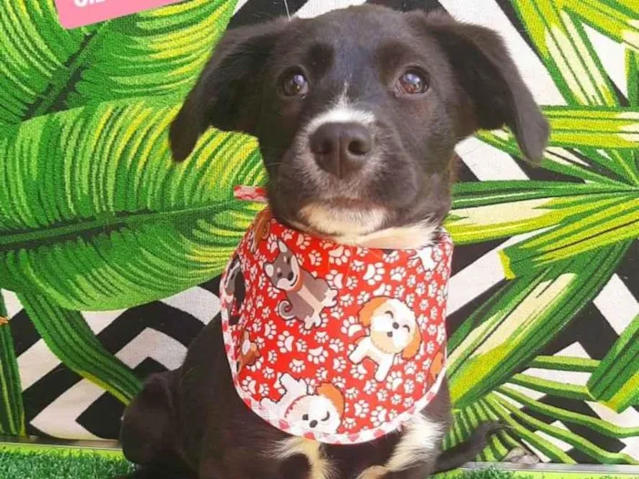 Cachorro raça SRD-ViraLata idade 2 a 6 meses nome Batata