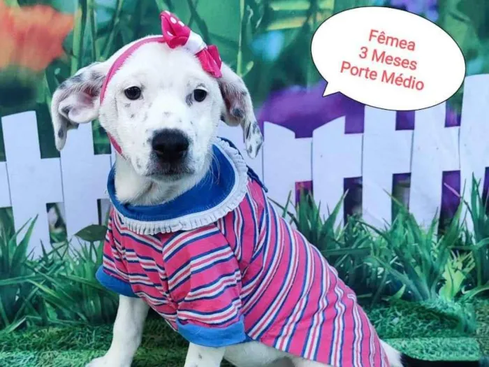 Cachorro raça SRD-ViraLata idade 2 a 6 meses nome Filo