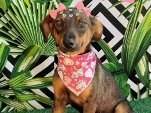 Cachorro raça SRD-ViraLata idade 2 a 6 meses nome Luly