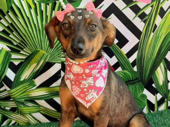 Cachorro raça SRD-ViraLata idade 2 a 6 meses nome Luly