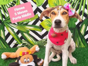Cachorro raça SRD-ViraLata idade 2 a 6 meses nome Luisa