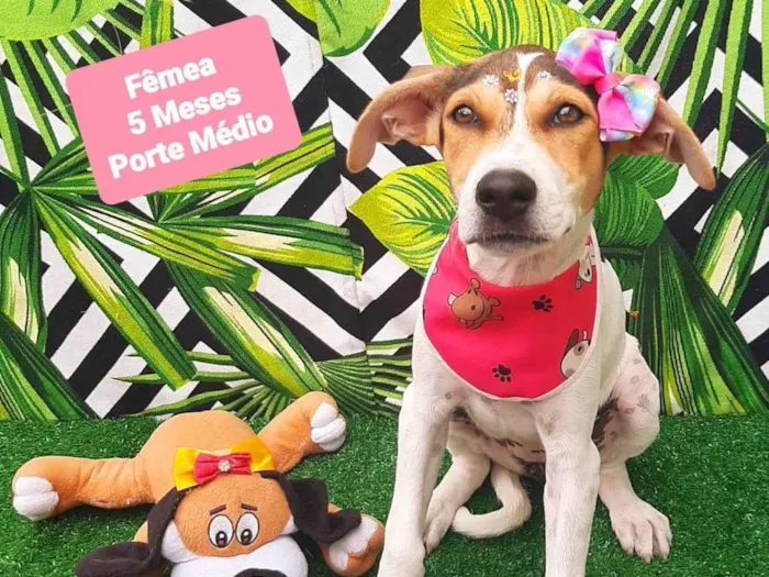 Cachorro raça SRD-ViraLata idade 2 a 6 meses nome Luisa