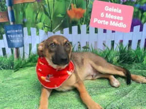 Cachorro raça SRD-ViraLata idade 2 a 6 meses nome Geleia 