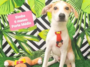Cachorro raça SRD-ViraLata idade 2 a 6 meses nome Simba