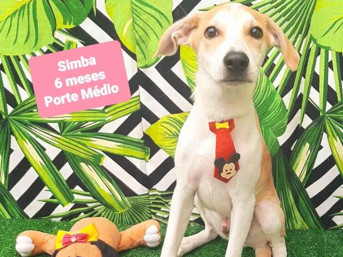 Cachorro raça SRD-ViraLata idade 2 a 6 meses nome Simba