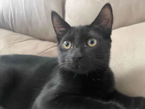 Gato raça SRD-ViraLata idade 2 a 6 meses nome Zeca