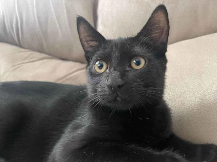 Gato raça SRD-ViraLata idade 2 a 6 meses nome Zeca