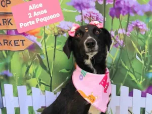 Cachorro raça SRD-ViraLata idade 2 anos nome Alice