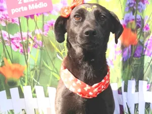 Cachorro raça SRD-ViraLata idade 2 anos nome Pérola 