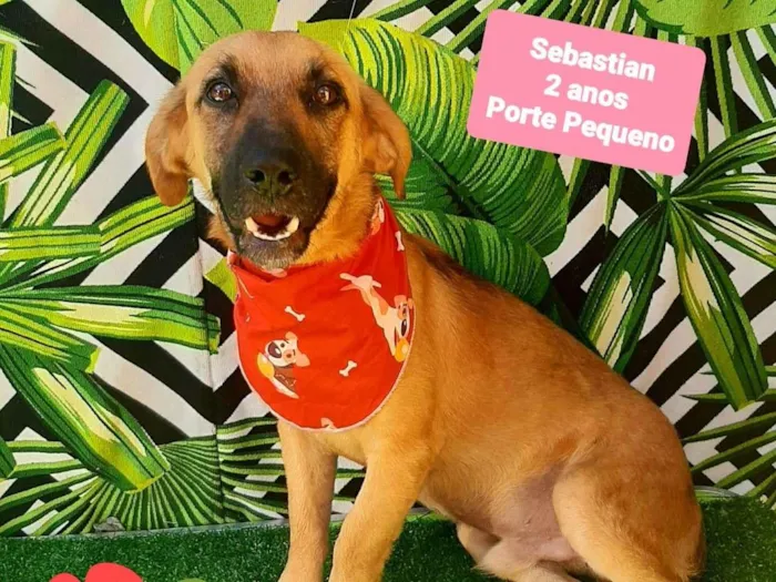 Cachorro raça SRD-ViraLata idade 2 anos nome Sebastian