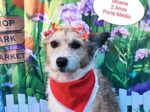 Cachorro raça SRD-ViraLata idade 2 anos nome Moana