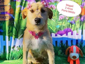 Cachorro raça SRD-ViraLata idade 2 anos nome Magali