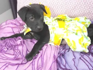 Cachorro raça SRD-ViraLata idade Abaixo de 2 meses nome Akira e kiara