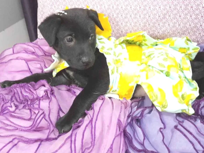 Cachorro ra a SRD-ViraLata idade Abaixo de 2 meses nome Akira e kiara