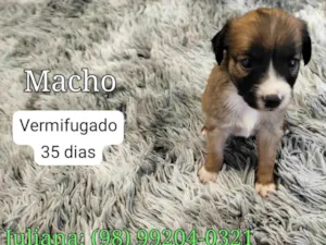 Cachorro raça SRD-ViraLata idade Abaixo de 2 meses nome Bob