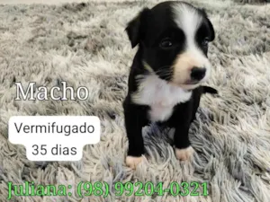 Cachorro raça SRD-ViraLata idade Abaixo de 2 meses nome Billy