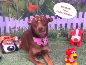 Cachorro raça SRD-ViraLata idade 1 ano nome Bombom