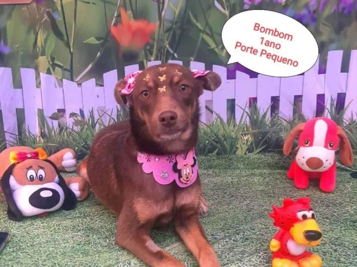 Cachorro raça SRD-ViraLata idade 1 ano nome Bombom