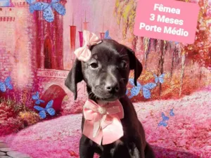 Cachorro raça SRD-ViraLata idade 2 a 6 meses nome Julia 