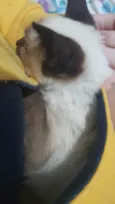 Gatinha