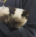 Gatinha