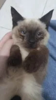 Gatinha
