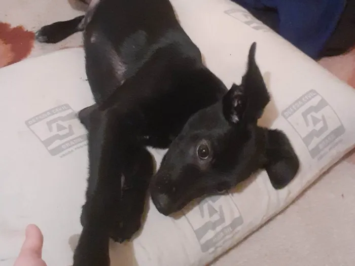 Cachorro ra a patterdale terrier idade 7 a 11 meses nome Black 