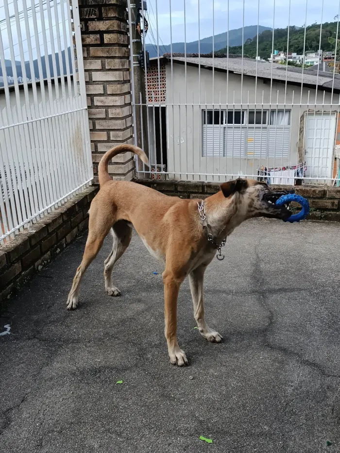 Cachorro ra a SRD-ViraLata, mistura com pastor belga malinois  idade 1 ano nome Raj