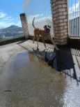 Raj