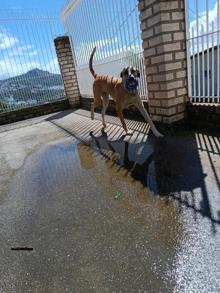 Cachorro ra a SRD-ViraLata, mistura com pastor belga malinois  idade 1 ano nome Raj