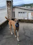 Raj