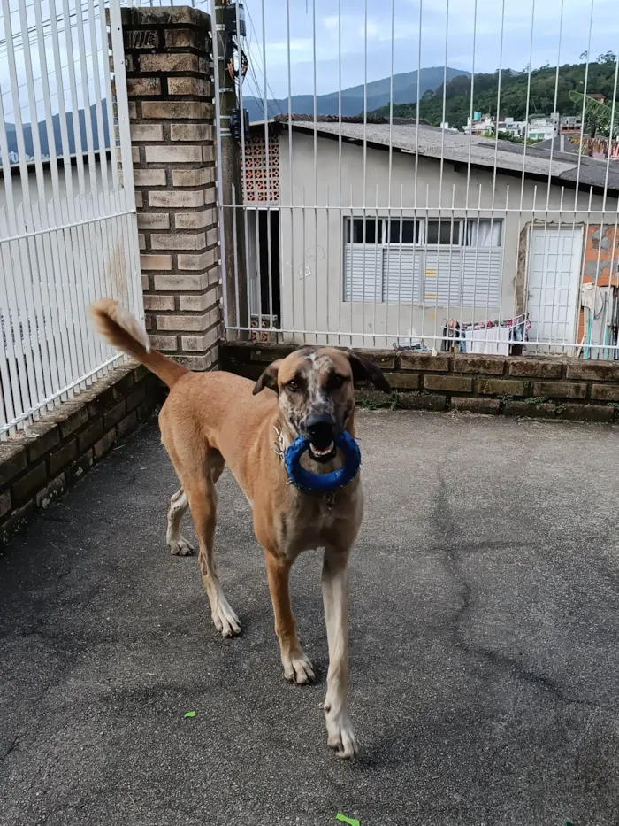 Cachorro ra a SRD-ViraLata, mistura com pastor belga malinois  idade 1 ano nome Raj