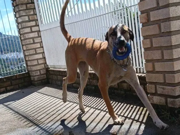 Cachorro ra a SRD-ViraLata, mistura com pastor belga malinois  idade 1 ano nome Raj