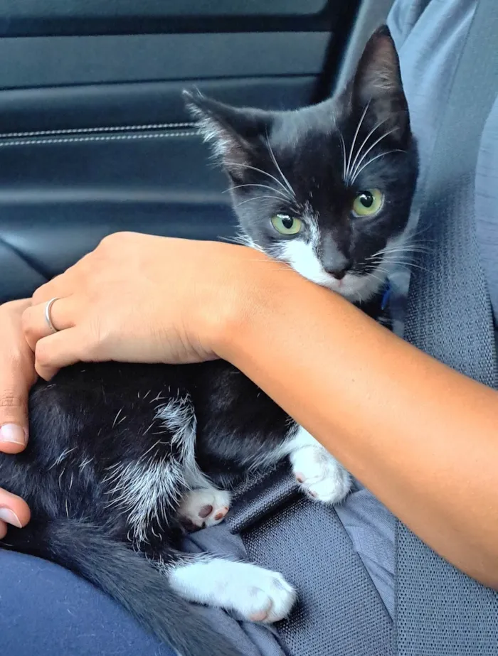 Gato raça SRD-ViraLata idade 2 a 6 meses nome Jorguinho