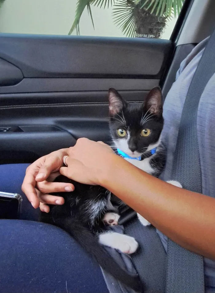 Gato raça SRD-ViraLata idade 2 a 6 meses nome Jorguinho