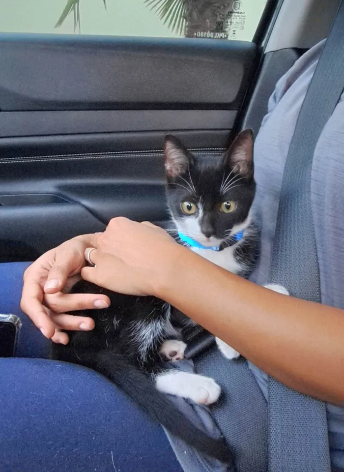 Gato raça SRD-ViraLata idade 2 a 6 meses nome Jorguinho