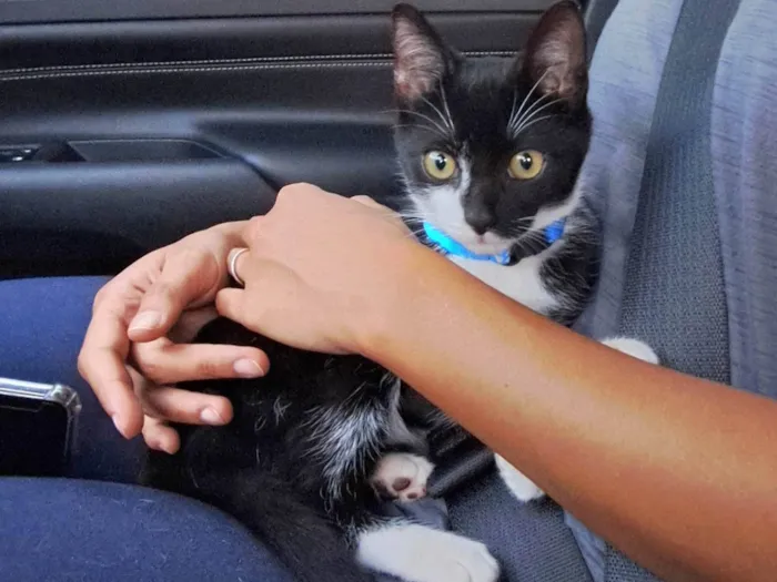 Gato raça SRD-ViraLata idade 2 a 6 meses nome Jorguinho