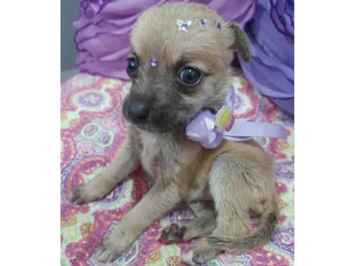Cachorro ra a SRD-ViraLata idade Abaixo de 2 meses nome Filhotes 35 dias