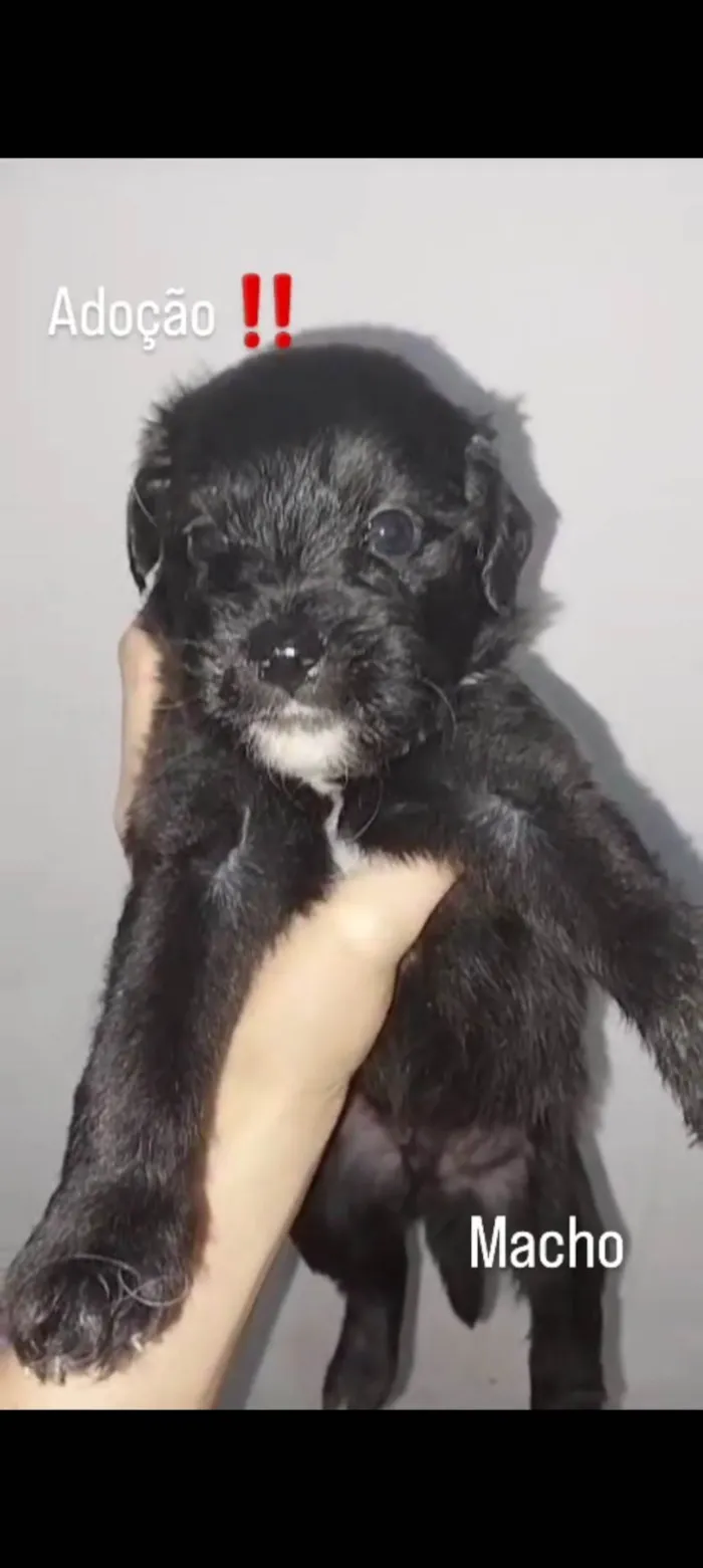 Cachorro ra a Shitzu idade Abaixo de 2 meses nome Não tem