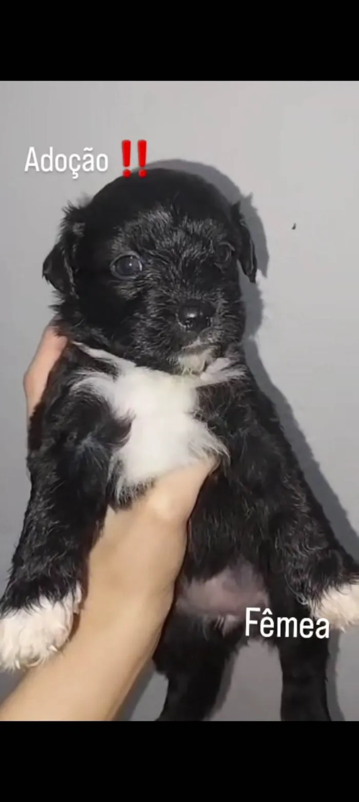 Cachorro ra a Shitzu idade Abaixo de 2 meses nome Não tem