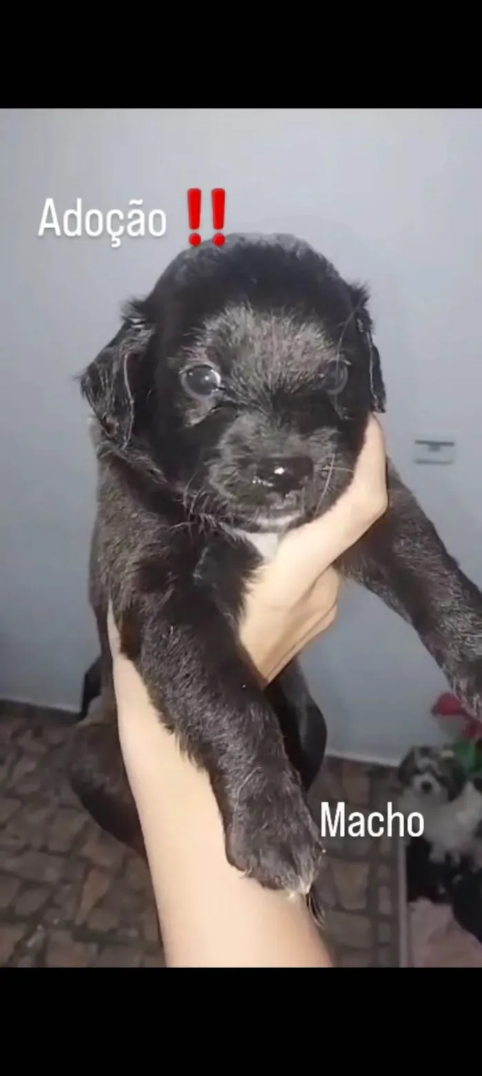 Cachorro ra a Shitzu idade Abaixo de 2 meses nome Não tem