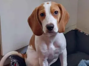 Cachorro raça Beagle idade 7 a 11 meses nome GRATIFICA - Pandora