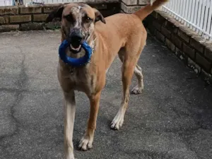 Cachorro raça SRD-ViraLata, mistura com pastor belga malinois  idade 1 ano nome Raj