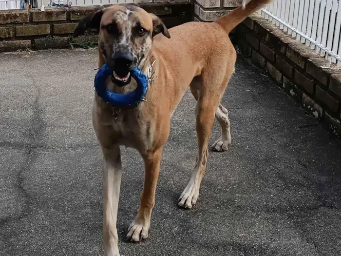 Cachorro ra a SRD-ViraLata, mistura com pastor belga malinois  idade 1 ano nome Raj